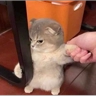 Обложка набора (SSS) CAT(котики)