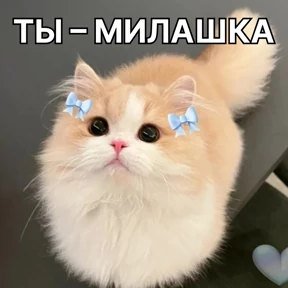 Стикер 3 из набора Стикербум_кошки