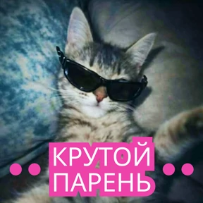 Стикер 20 из набора Стикербум_кошки