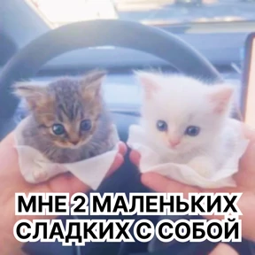 Стикер 36 из набора Стикербум_кошки