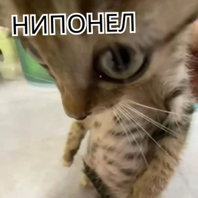 Стикер 53 из набора Стикербум_кошки