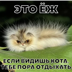 Стикер 58 из набора Стикербум_кошки