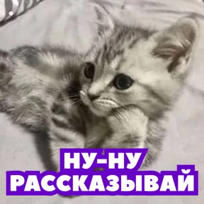 Стикер 61 из набора Стикербум_кошки