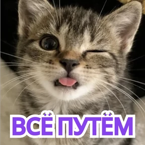 Стикер 68 из набора Стикербум_кошки