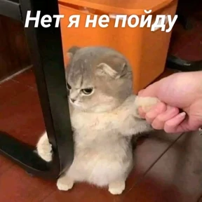 Стикер 70 из набора Стикербум_кошки