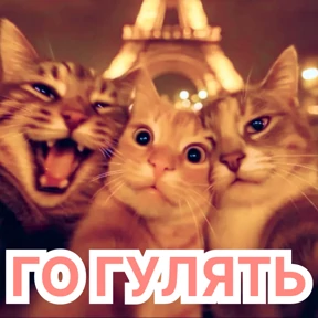 Стикер 78 из набора Стикербум_кошки