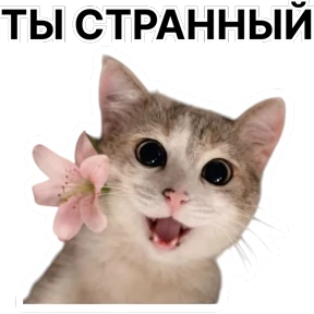 Стикер 81 из набора Стикербум_кошки