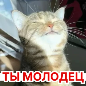 Стикер 83 из набора Стикербум_кошки
