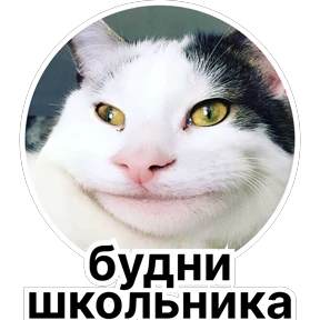 Стикер 85 из набора Стикербум_кошки