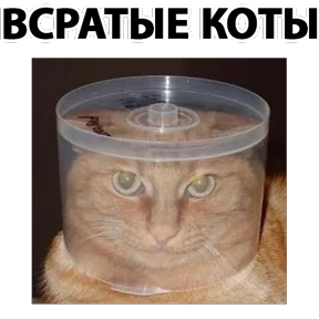Стикер 1 из набора Всратые животные
