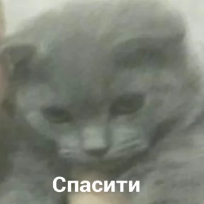Стикер 5 из набора Всратые животные