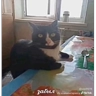 Обложка набора забыл